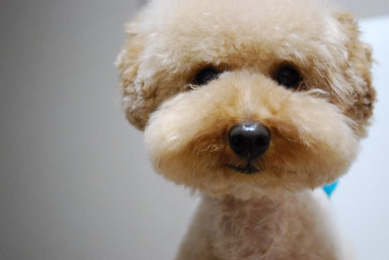 泰迪狗要怎么養3