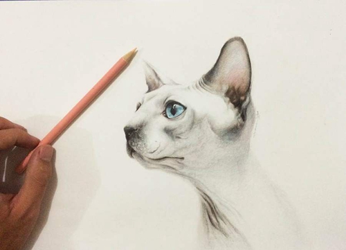 加拿大無毛貓怎么養 無毛貓飼養注意事項