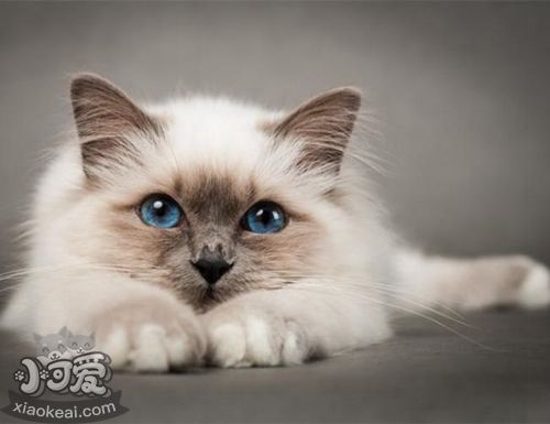 如何飼養巴厘貓 巴厘貓飼養方法