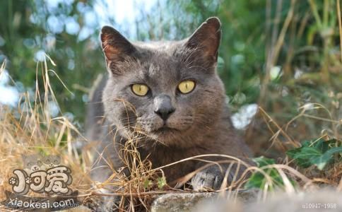 卡爾特貓好養嗎 卡爾特貓飼養手冊