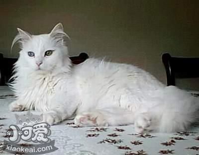 蒂凡尼貓多久洗一次澡 蒂凡尼貓洗澡注意事項(xiàng)