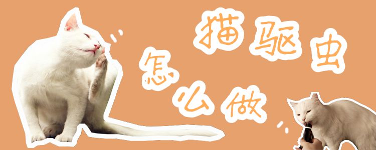 貓驅(qū)蟲怎么做