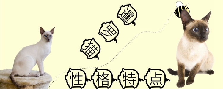 暹羅貓性格特點介紹