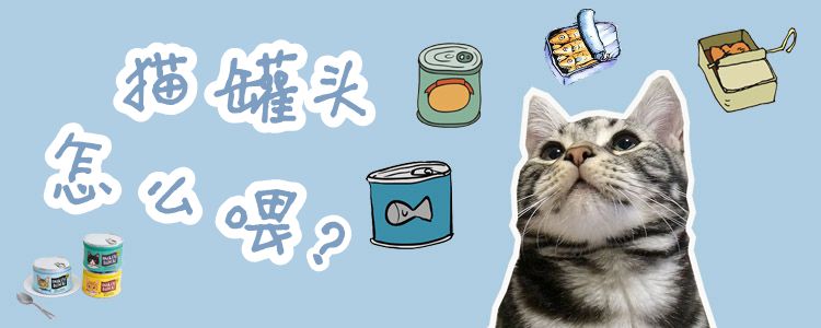 貓罐頭怎么喂