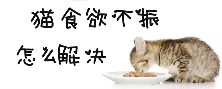 貓食欲不振怎么解決