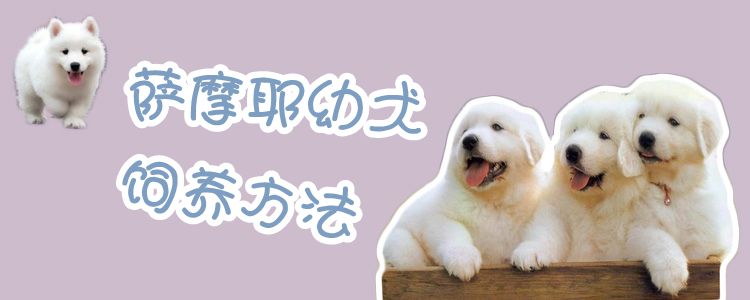 薩摩耶幼犬飼養方法