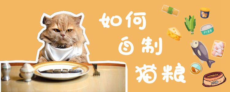 如何自制貓糧