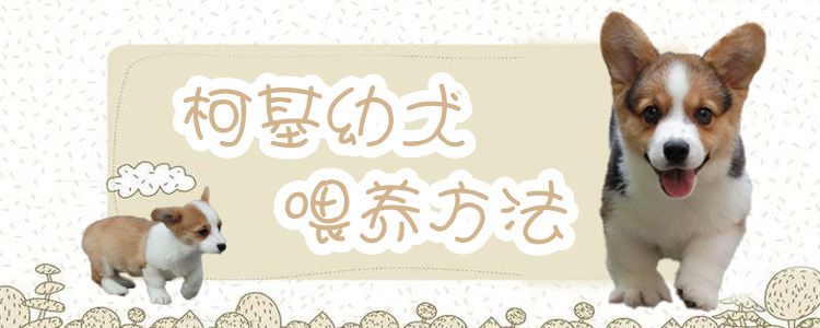 柯基幼犬怎么喂養