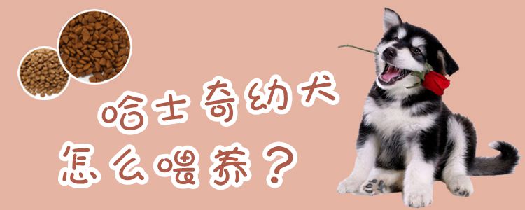哈士奇幼犬怎么養