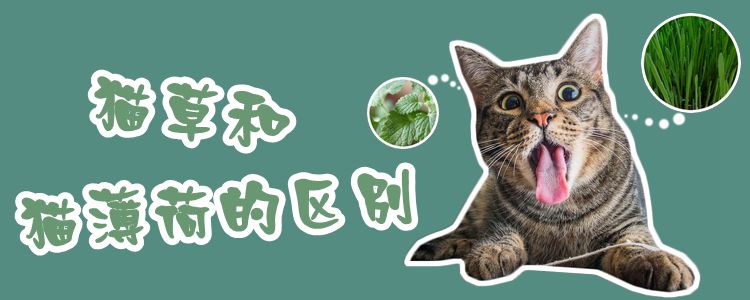 貓草和貓薄荷的區(qū)別