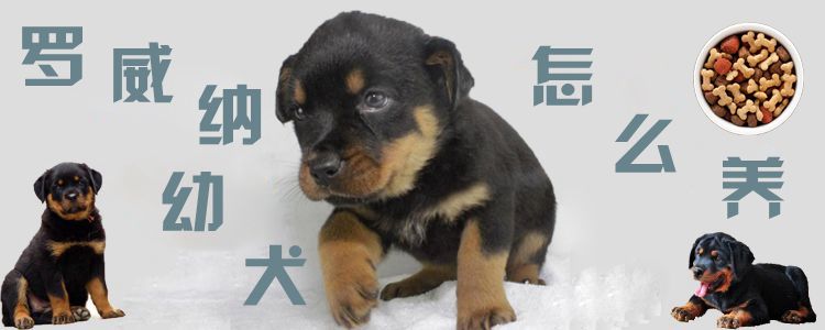 羅威納幼犬怎么養