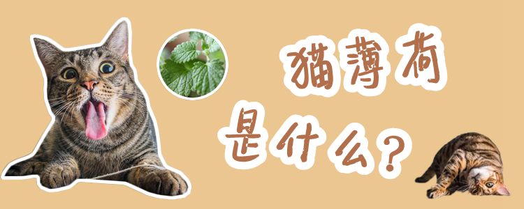 貓薄荷是什么