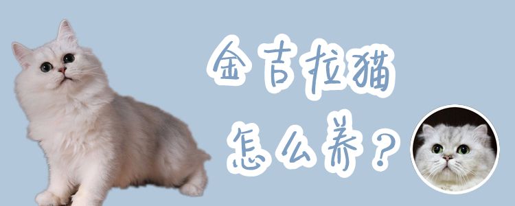 金吉拉貓怎么養