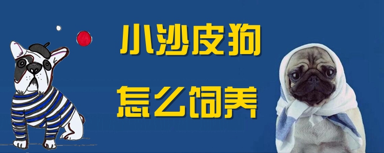小沙皮狗怎么飼養