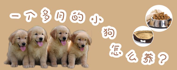 一個(gè)多月的小狗怎么養(yǎng)