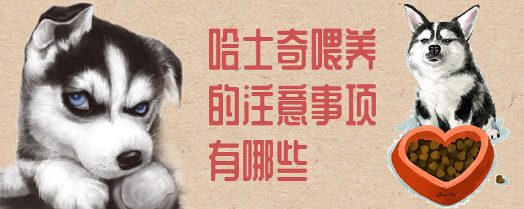 哈士奇喂養(yǎng)的注意事項(xiàng)有哪些