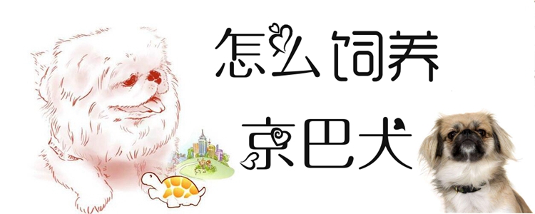 怎么飼養京巴犬