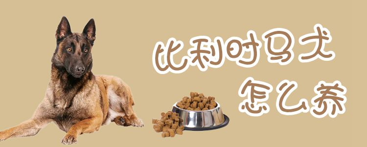 比利時馬犬怎么養