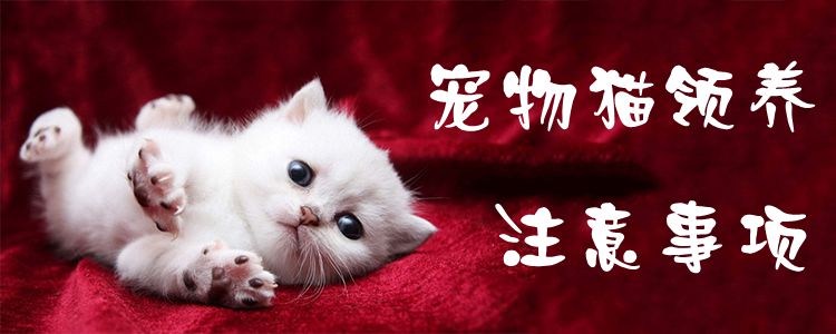 寵物貓領養注意事項