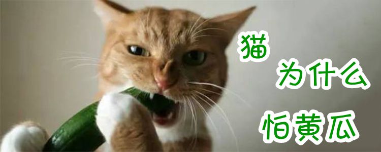 貓為什么怕黃瓜
