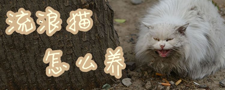 流浪貓怎么養(yǎng)