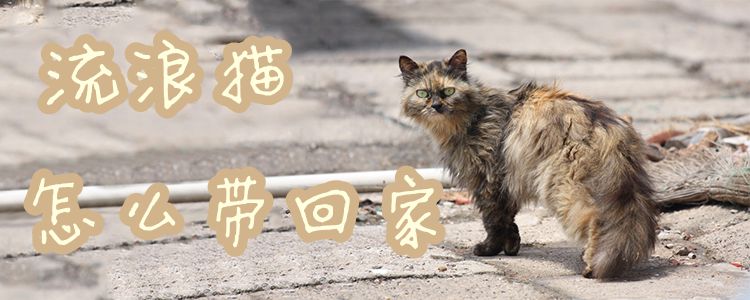 流浪貓?jiān)趺磶Щ丶?