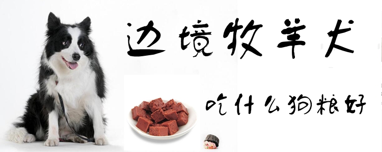 邊境牧羊犬吃什么狗糧好
