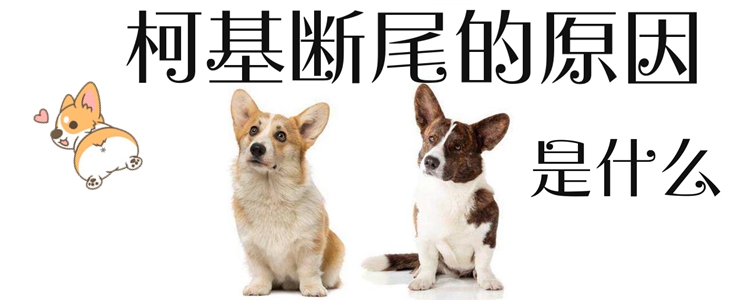 柯基斷尾的原因是什么