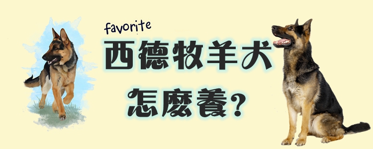 西德牧羊犬怎么養(yǎng)