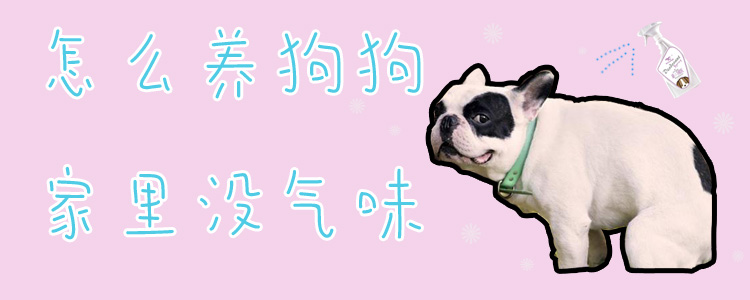 怎么養(yǎng)狗狗家里沒(méi)氣味