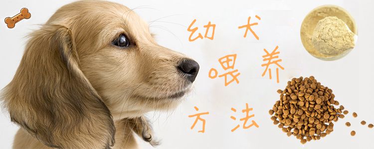 幼犬喂養(yǎng)方法