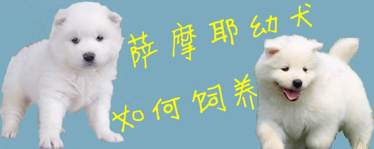 薩摩耶幼犬如何飼養1