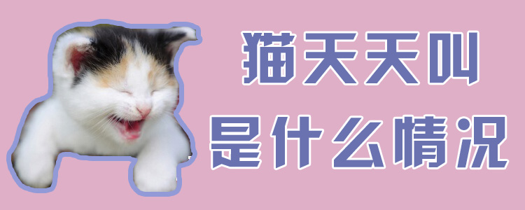 貓?zhí)焯旖惺鞘裁辞闆r