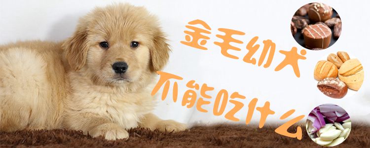 金毛幼犬不能吃什么1
