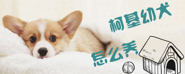 柯基幼犬怎么喂養(yǎng)1
