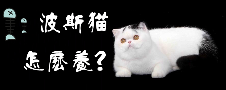 異國短毛貓怎么養
