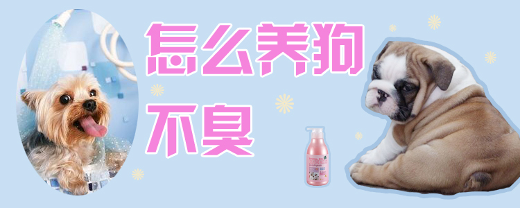 怎么養狗不臭