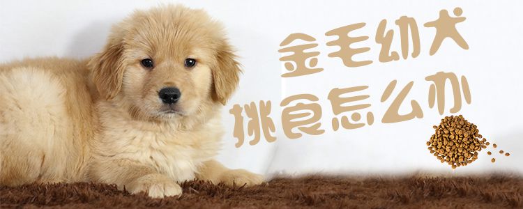 金毛幼犬挑食怎么辦1