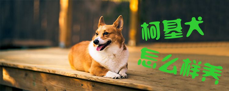 柯基犬怎么樣養1