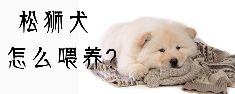 松獅犬怎么喂養
