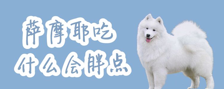 薩摩耶吃什么會胖點(diǎn)