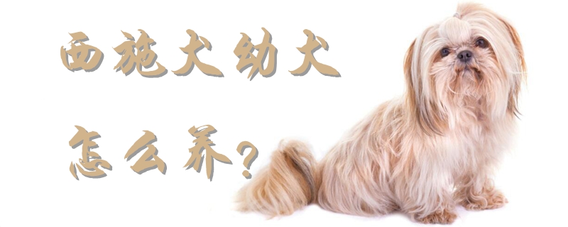 西施犬幼犬怎么養