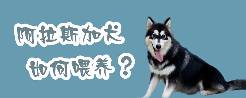 阿拉斯加犬如何喂養