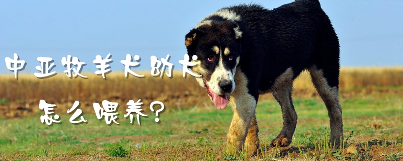 中亞牧羊犬幼犬怎么喂養