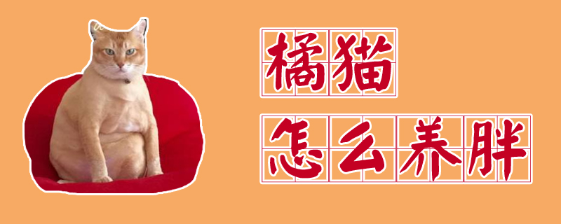 橘貓怎么養(yǎng)胖