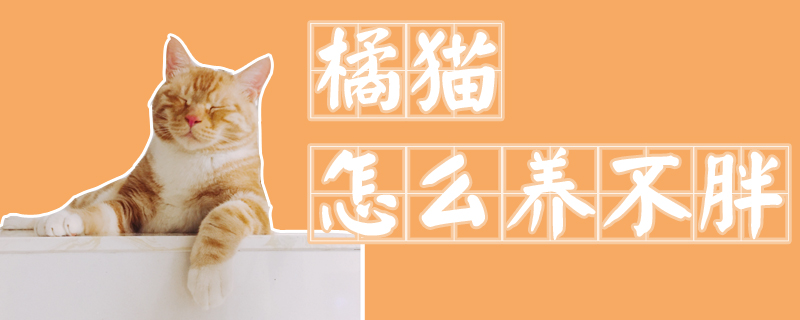 橘貓?jiān)趺答B(yǎng)不胖