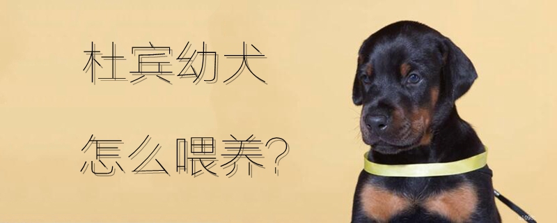 杜賓幼犬怎么喂養