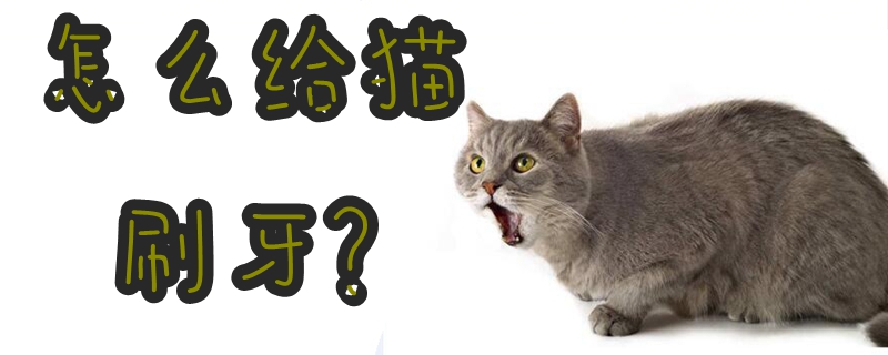 怎么給貓刷牙