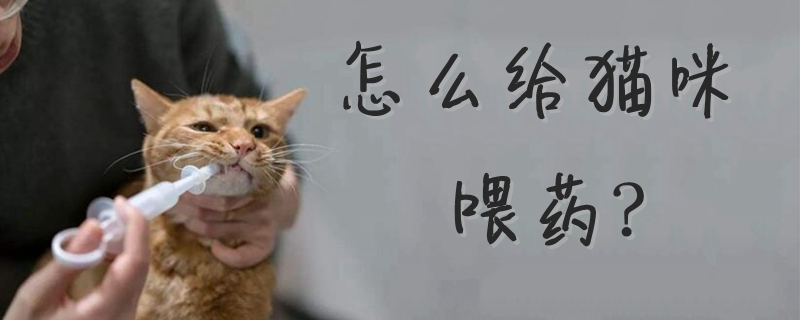 怎么給貓咪喂藥