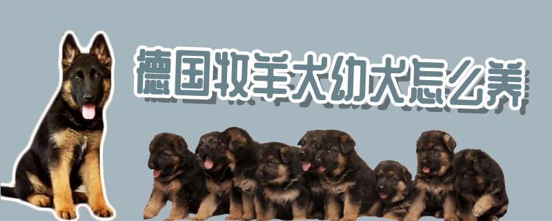 德國(guó)牧羊犬幼犬怎么養(yǎng)